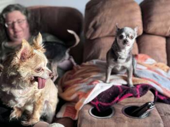 Bilbo -  Chihuahua Dog Available for Adoption in St. Peters, Missouri - Bilbo | PetCurious