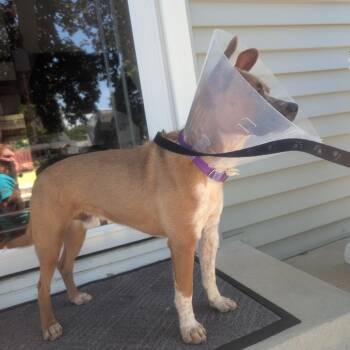 Moose -  Mixed Breed Dog for Adoption in Avon, Ohio - Moose | PetCurious