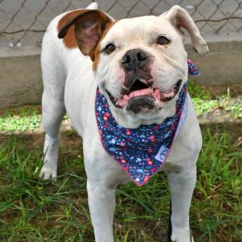 Queenie -  Pit Bull Terrier and Boxer Dog for Adoption in Beaumont, Texas - Queenie | PetCurious