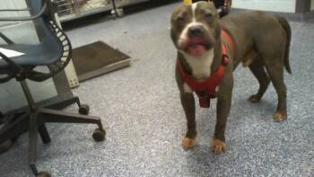 GRAY -  Pit Bull Terrier Dog for Adoption in Charlotte, North Carolina - GRAY | PetCurious
