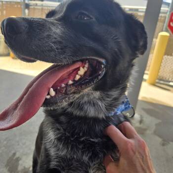 Nuck -  Australian Cattle Dog Blue Heeler Dog for Adoption in Benbrook, Texas - Nuck | PetCurious