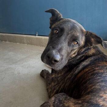 Lala -  Shepherd and Labrador Retriever Dog for Adoption in Kingman, Arizona - Lala | PetCurious