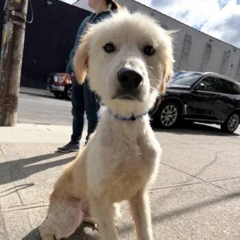 Great Pyrenees Dogs Available for Adoption in New York, New York - Cinderella | PetCurious