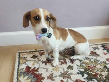 Wasabi -  Dachshund Dog for Adoption in Elk Grove, California - Wasabi | PetCurious