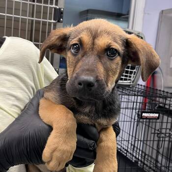 Shepherd and Great Pyrenees Dogs Available for Adoption in Maynardville, Tennessee - Vicky | PetCurious