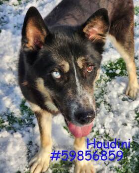 German Shepherd Dog Dogs Available for Adoption - Houdini | PetCurious