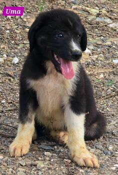 Uma -  Great Pyrenees Dog for Adoption in Alexander, Arkansas - Uma | PetCurious