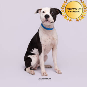 Rescue Terrier Dogs for Adoption in Tampa, Florida - Moses | PetCurious