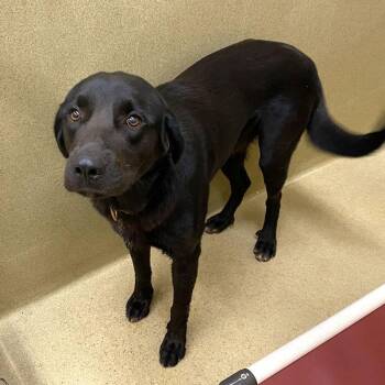 Panther -  Black Labrador Retriever Dog for Adoption in Monroe, Georgia - Panther | PetCurious