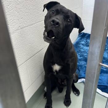 Pit Bull Terrier and Black Labrador Retriever Dogs Available for Adoption in Lyndhurst, Virginia - "Loki" | PetCurious