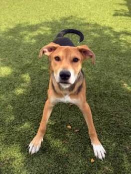 Creed -  Mixed Breed Dog for Adoption in Savannah, Georgia - Creed | PetCurious