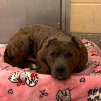 Pit Bull Terrier Dogs Available for Adoption in Baldwin, Maryland - Seal | PetCurious