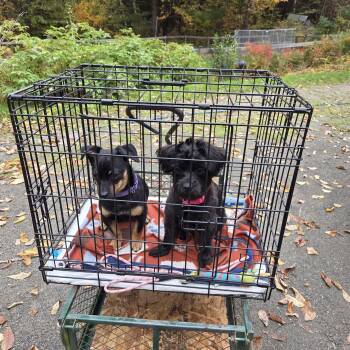 Keeley and Becks -  Miniature Poodle Dog for Adoption in New Portland, Maine - Keeley And Becks | PetCurious