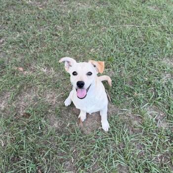 Coastal -  Chihuahua and Dachshund Dog for Adoption in Carencro, Louisiana - Coastal | PetCurious