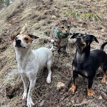Fia -  Jack Russell Terrier Dog for Adoption in Cashmere, Washington - Fia | PetCurious