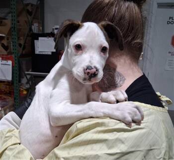KEN CURTIS -  Pit Bull Terrier and Mixed Breed Dog for Adoption in Colorado Springs, Colorado - KEN CURTIS | PetCurious