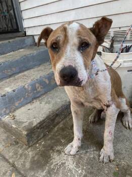 CRY BABY -  Mixed Breed Dog for Adoption in Dallas, Texas - CRY BABY | PetCurious