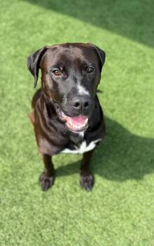 Mixed Breed Dogs Available for Adoption in Dallas, Texas - SCOTT | PetCurious