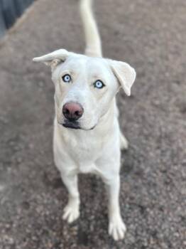 Goose -  Labrador Retriever and Siberian Husky Dog for Adoption in Columbus, Nebraska - Goose | PetCurious