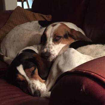 Rosie -  American Foxhound Dog for Adoption in Lynchburg, Virginia - Rosie | PetCurious