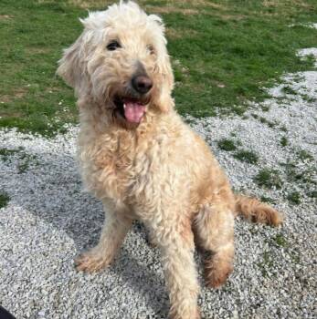 NOVA -  Goldendoodle Dog for Adoption in Scottsburg, Indiana - NOVA | PetCurious