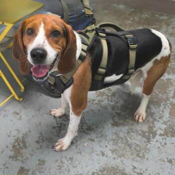 Major Mator -  Hound and Mixed Breed Dog for Adoption in Falls Church, Virginia - Major Mator | PetCurious