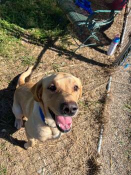 Bodie -  Yellow Labrador Retriever Dog for Adoption in Taylorsville, Kentucky - Bodie | PetCurious