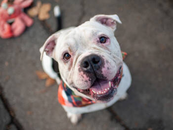 Rescue Mixed Breed Dogs for Adoption in New York, New York - Charcoal | PetCurious