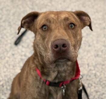 Labrador Retriever and Pit Bull Terrier Dogs Available for Adoption - Teddi | PetCurious