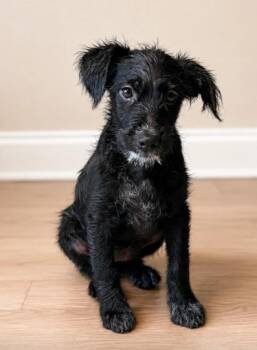 Sable -  Black Labrador Retriever and Cattle Dog Dog for Adoption in Churchville, New York - Sable | PetCurious