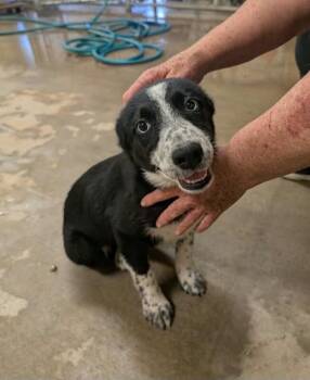 Bailey -  Border Collie and Mixed Breed Dog for Adoption in Severance, Colorado - Bailey | PetCurious
