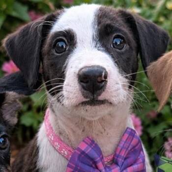 Jelly -  Labrador Retriever Dog for Adoption in Sunderland, Maryland - Jelly | PetCurious