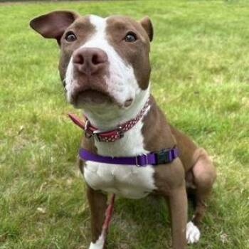 Molly -  Mixed Breed Dog for Adoption in Worcester, Massachusetts - Molly | PetCurious