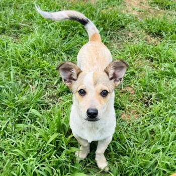 Edgar -  Chihuahua and Terrier Dog for Adoption in Brownsboro, Alabama - Edgar | PetCurious