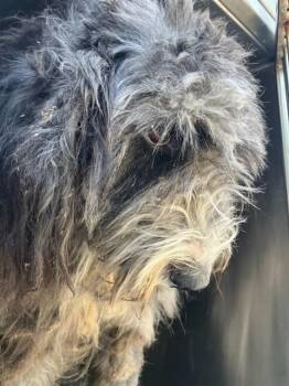 TWILIGHT -  Mixed Breed Dog for Adoption in Dallas, Texas - TWILIGHT | PetCurious