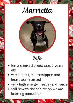 Rescue Mixed Breed Dogs for Adoption in Greensburg, Indiana - Marietta | PetCurious