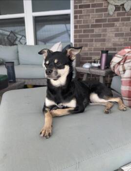 Chihuahua and Miniature Pinscher Dogs Available for Adoption in Milton, Florida - Rico | PetCurious