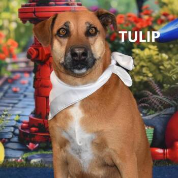 Tulip -  Mixed Breed Dog for Adoption in Yuma, Arizona - Tulip | PetCurious