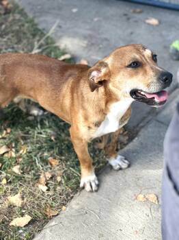 Rescue Labrador Retriever and Beagle Dogs for Adoption - Otis | PetCurious