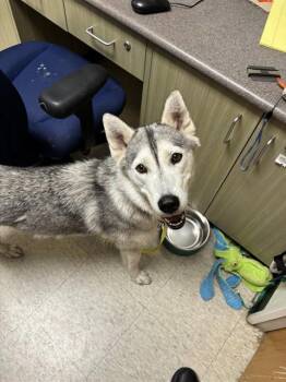 Aurora A219579 -  Siberian Husky Dog for Adoption in Plano, Texas - Aurora A219579 | PetCurious