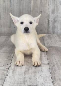 Meeney -  German Shepherd Dog and Mixed Breed Dog for Adoption in Shreveport, Louisiana - Meeney | PetCurious