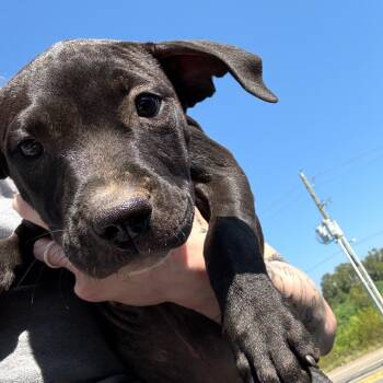 Kiki -  Terrier and Mixed Breed Dog for Adoption in Marshall, Texas - Kiki | PetCurious