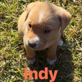 Rescue Labrador Retriever Dogs for Adoption in Myrtle Beach, South Carolina - Indie | PetCurious