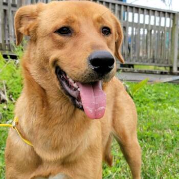 Rescue Labrador Retriever Dogs for Adoption in Austin, Texas - Lobsters | PetCurious