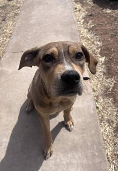 Pit Bull Terrier and German Shepherd Dog Dogs Available for Adoption in Clovis, New Mexico - Lilly | PetCurious