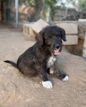 Biscuit -  Schnauzer and Mixed Breed Dog for Adoption in Severance, Colorado - Biscuit | PetCurious