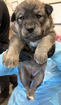 Seahorse -  Husky and Mixed Breed Dog for Adoption in Fresno, California - Seahorse | PetCurious