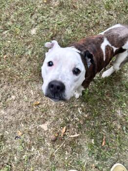 Morgan -  Pit Bull Terrier Dog for Adoption in Rogers, Arkansas - Morgan | PetCurious