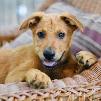 Carter (Victoria Litter) -  Shepherd and Husky Dog for Adoption in Conroe, Texas - Carter (Victoria Litter) | PetCurious