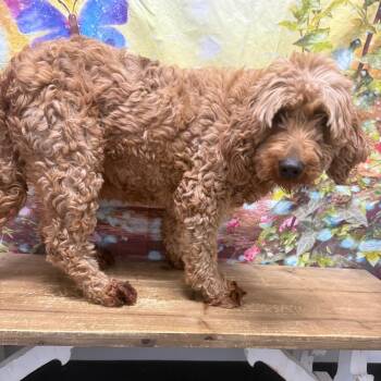 Golden Retriever and Poodle Dogs Available for Adoption in Normal, Illinois - Root Beer | PetCurious